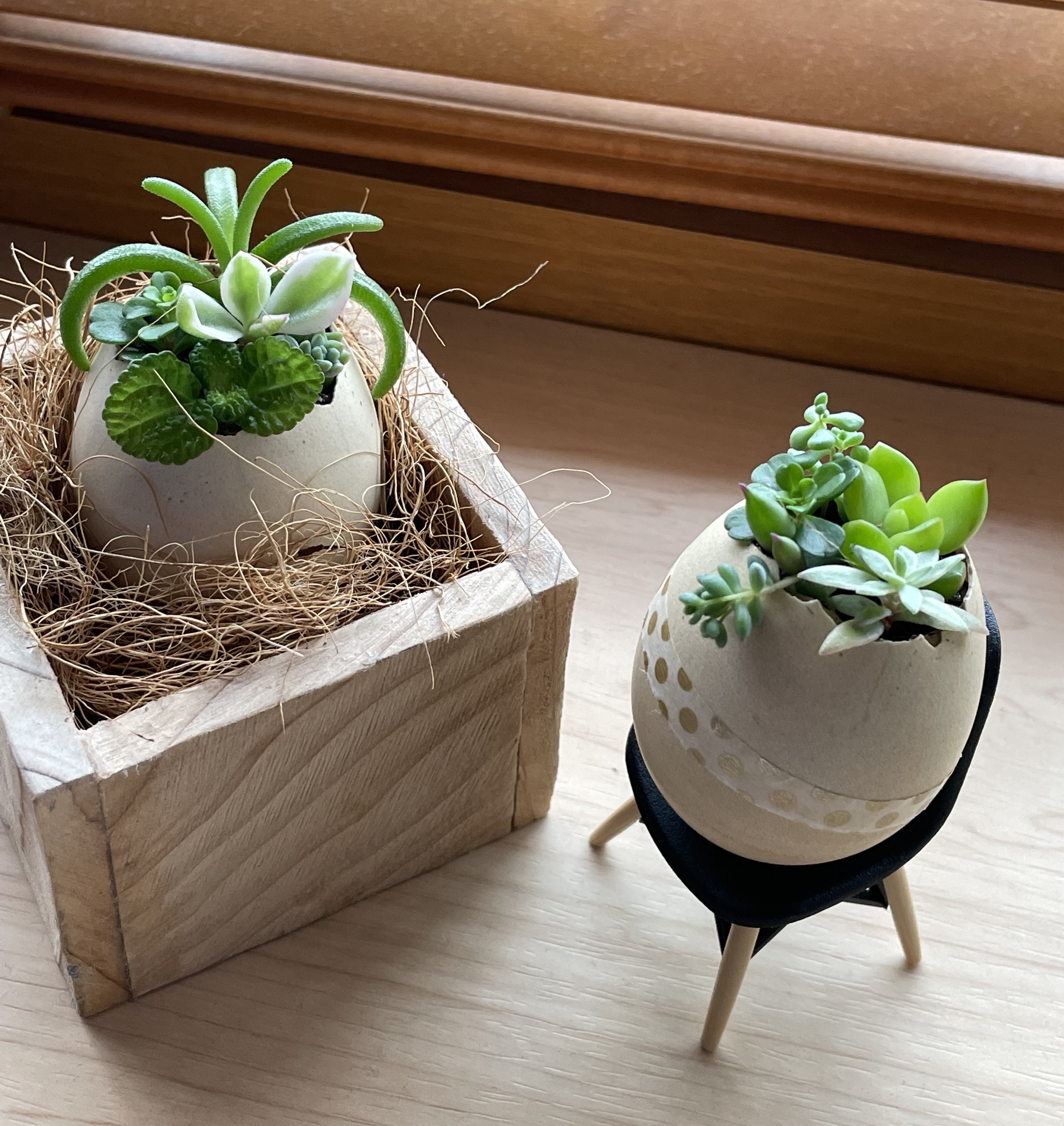 卵の多肉植物(金岡南朝市にて販売１/個　３００円～